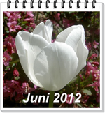 weisse Tulpe.webp