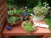 Sedumschalen.22.06.2011.webp