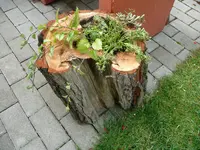 bepflanzter Baum.22.06.2011.webp