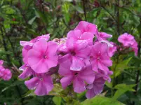 IMG_3733_1067x800.webp