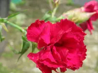 IMG_3742_1067x800.webp