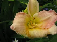 IMG_blessing_1067x800.webp