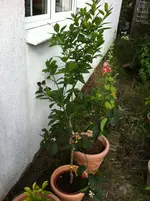 zitrushornbach 2011 001.webp
