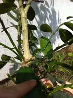 zitrushornbach 2011 007.webp