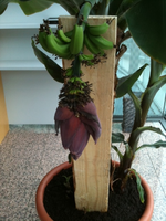 Bananenpflanze 1.webp