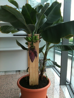 Bananenpflanze 2.webp