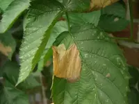 CIMG7282.webp