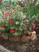 Fuchsie.webp