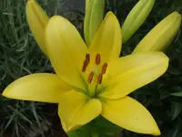 Lilie gelb.webp