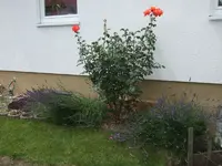 Rose Alex mit Lavendel.webp