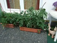 Tomaten.webp