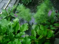 PIC00019.webp