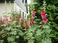 Malven.22.06.2011.webp