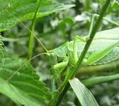 heupferd groß.webp
