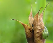 wanze larve grün klein.webp