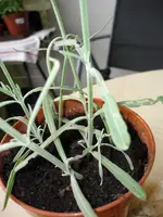 lavendel.webp