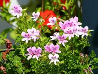 Duftgeranie_kleiner.webp