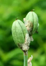 Fruchtstand der champagnerfarbenen Schwertlilie_kleiner.webp