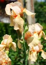 champagnerfarbene Schwertlilie_kleiner.webp