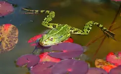 Frosch Nr3_4_kleiner.webp