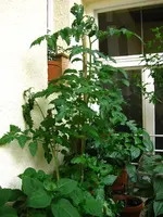 IMG_1848.webp