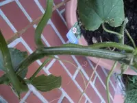 Gurkenriss 22.06.11 002.webp