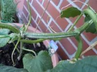 Gurkenriss 22.06.11 003.webp
