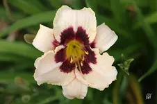 blog_1660_moonlite.webp