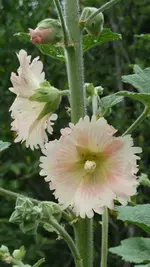 Stockrose1.webp
