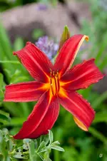 blog_2113_crimpir.webp