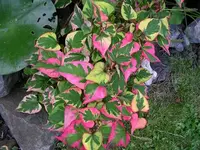 Houttuynie(5).webp