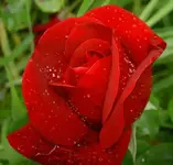 Fruehling 2008 a209 v.webp