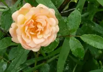 Neue Kletterrose.webp