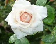 Kletterrose Penny Lane.webp