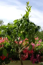 SAM_2965.webp