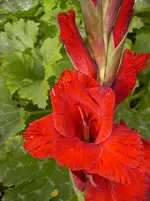 N 008.webp