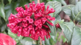 Hammerstrauchblüte.webp