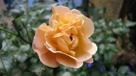 069.webp