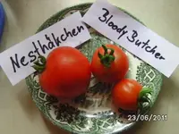 BILD0078.webp