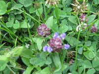 Pflanzen 045.webp