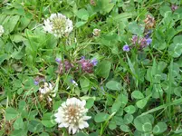Pflanzen 044.webp