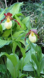frauenschuh (9).webp
