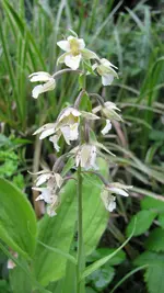 epipactis.webp