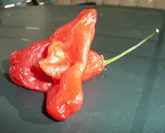 Chilli.webp