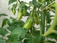 san_marzano.webp