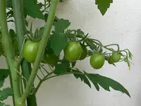 mini_san_marzano.webp