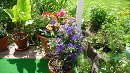 K800_garten im Juni 006.webp
