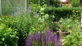 K800_garten im Juni 008.webp