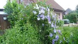 K800_garten im Juni 010.webp