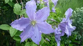 K800_garten im Juni 011.webp